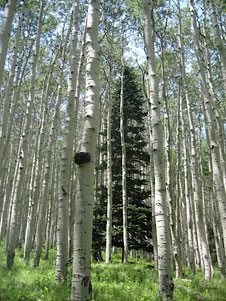 The Shelf Life of an Open Door  